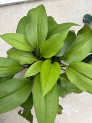 Hosta