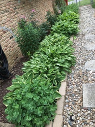 Hostas