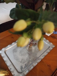Hypericum