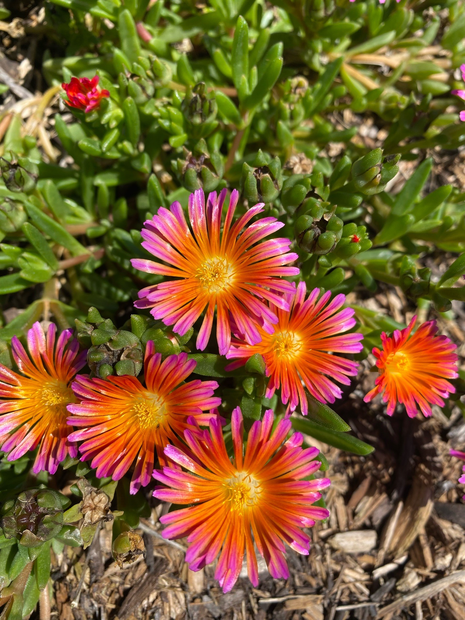 Ice Plant