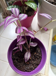 Inch Plant