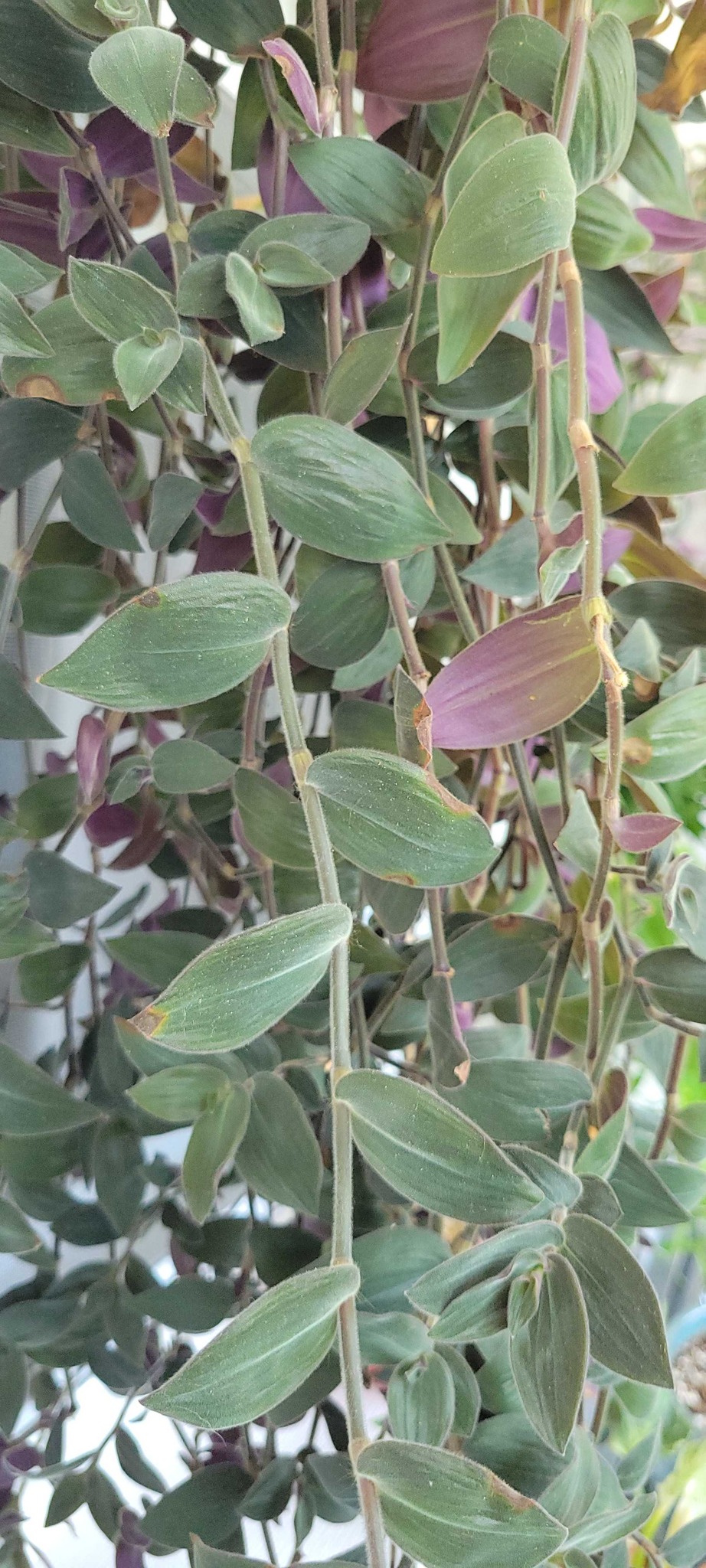 Inch Plant (Baby Bunny Bellies)