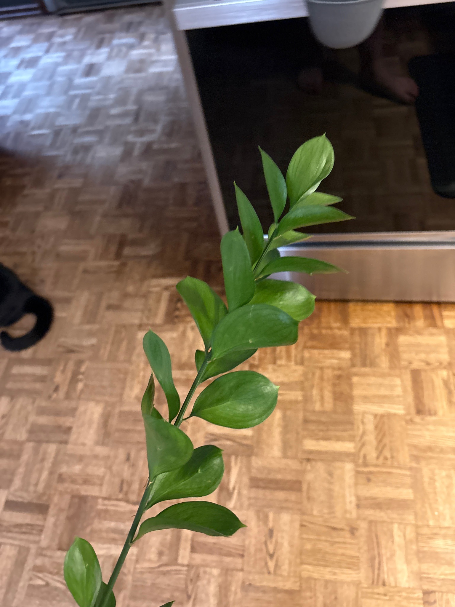 Israeli Ruscus