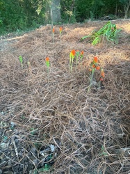 Italian Arum