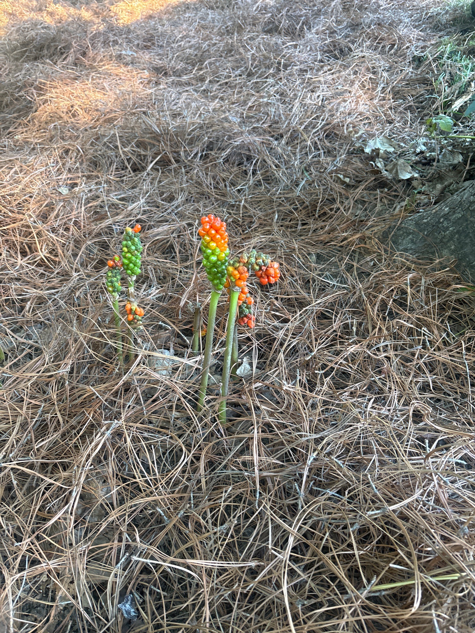 Italian Arum