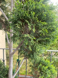 Italian Cypress