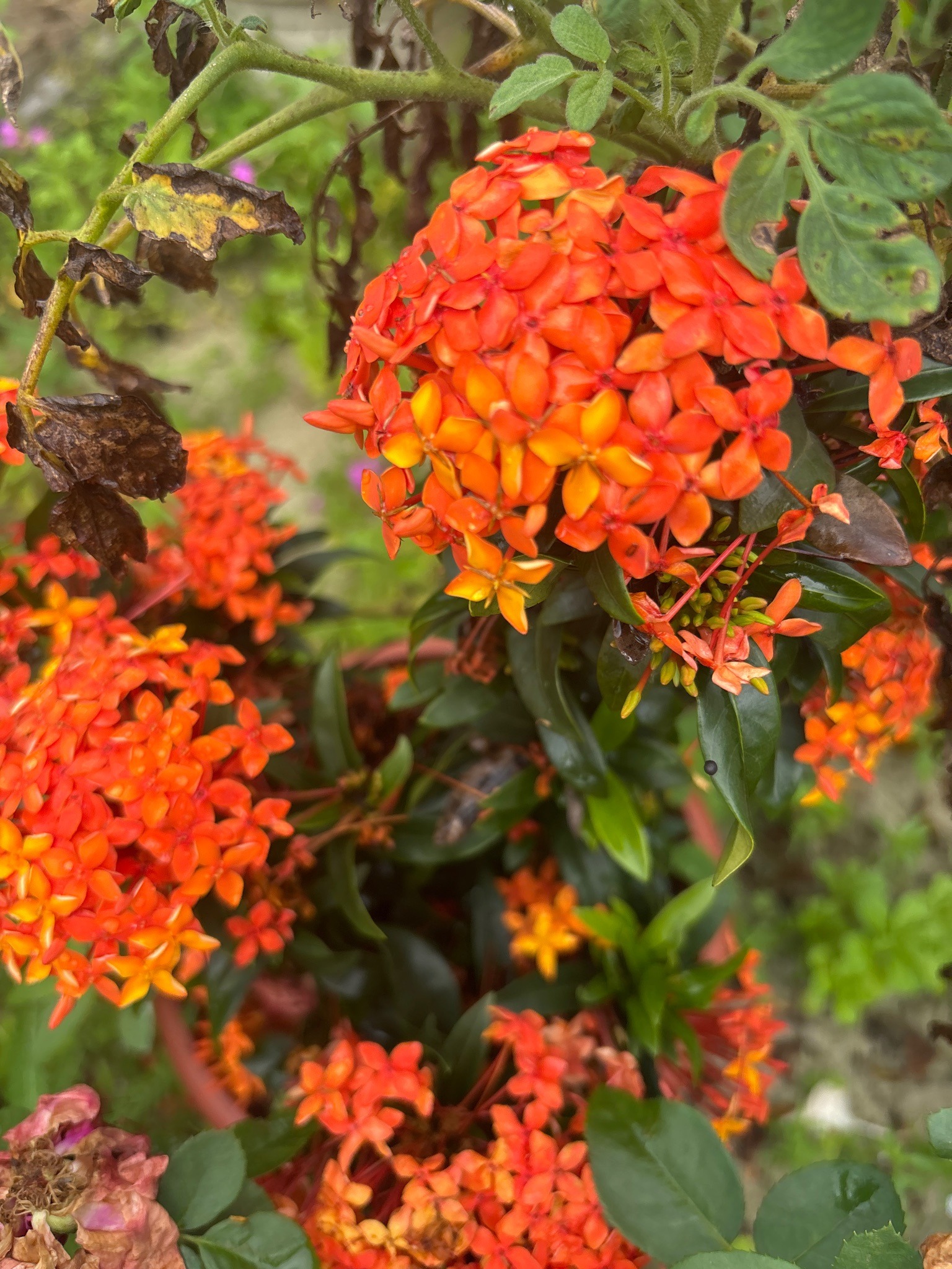 Ixora