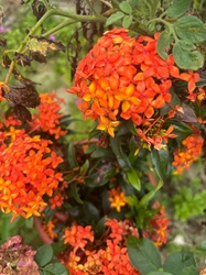 Ixora