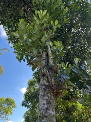 Jackfruit tree