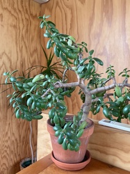 Jade Plant