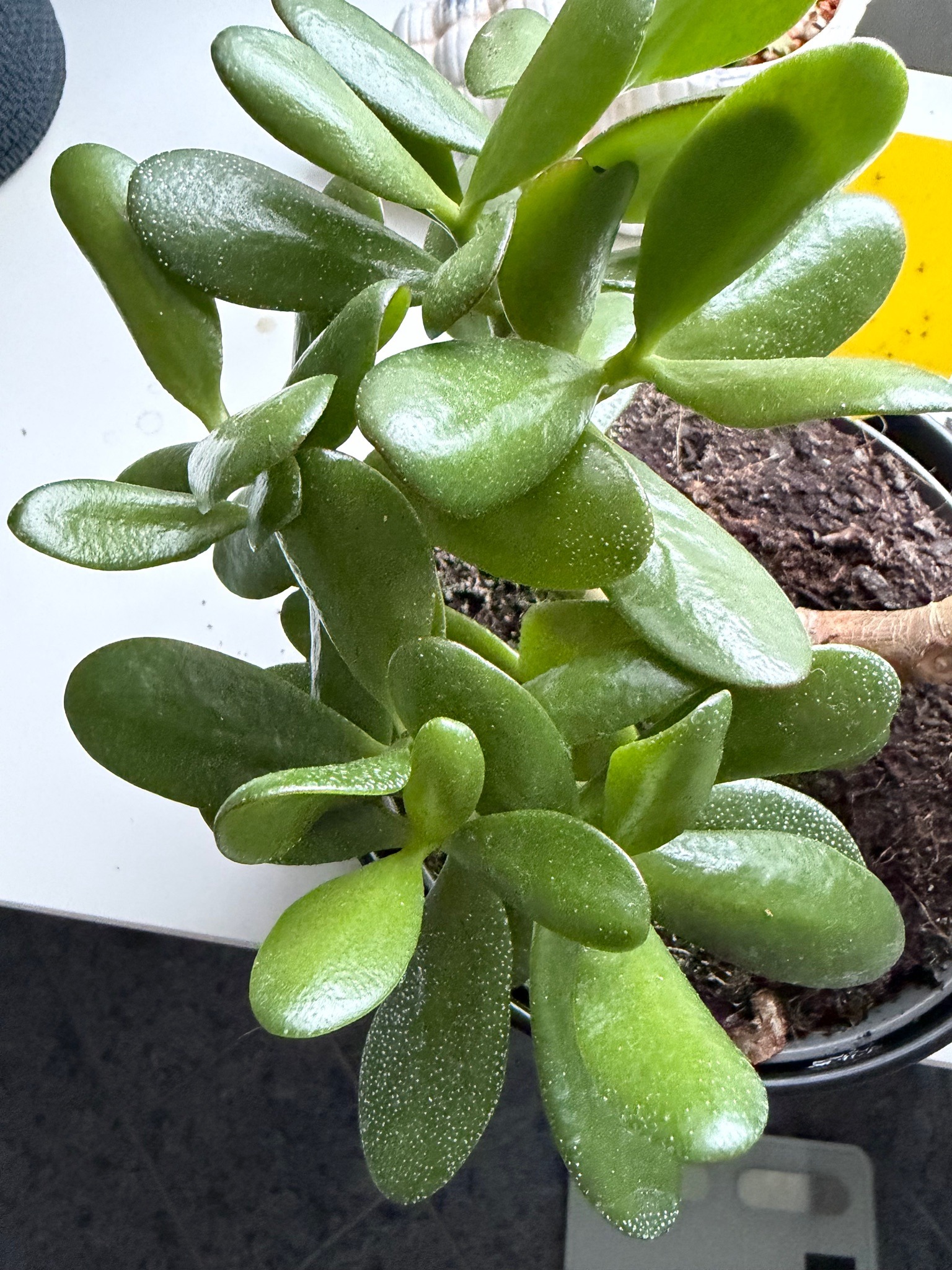 Jade Plant