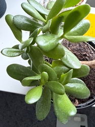 Jade Plant