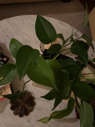 Jade Pothos