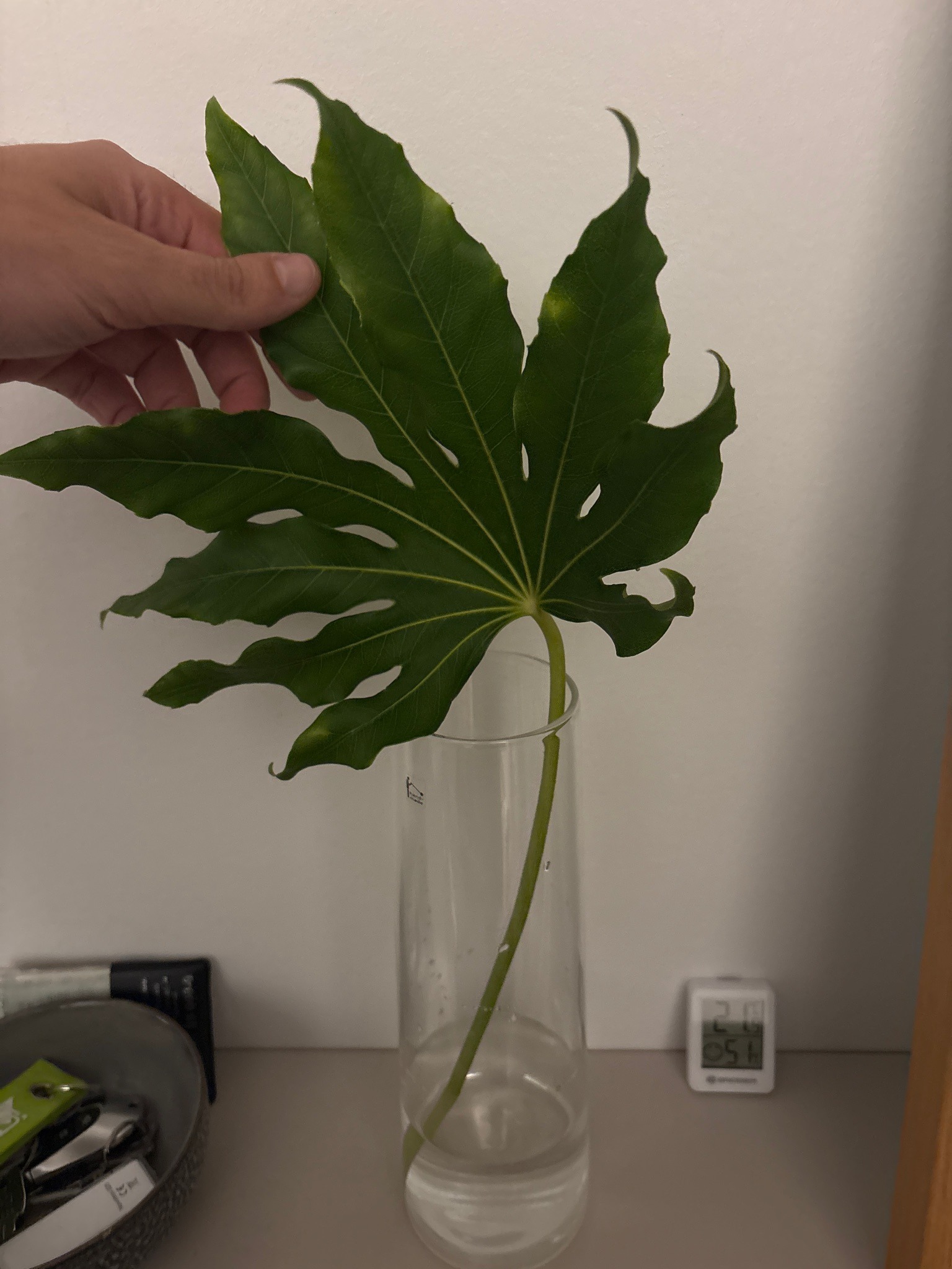 Japanese aralia