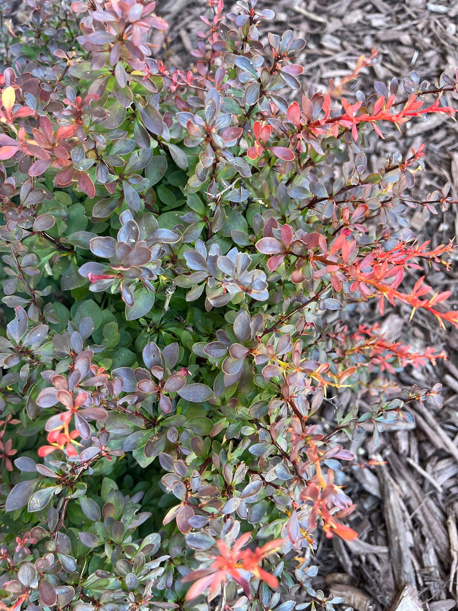 Japanese Barberry
