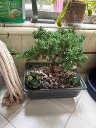 Japanese Garden Juniper