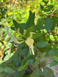 Japanese Honeysuckle