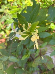 Japanese Honeysuckle
