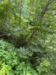 Japanese Horse Chestnut