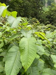 Japanese Knotweed