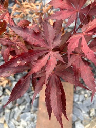 Japanese Maple