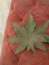 Japanese Maple