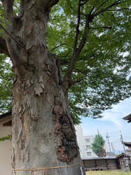 Japanese Zelkova