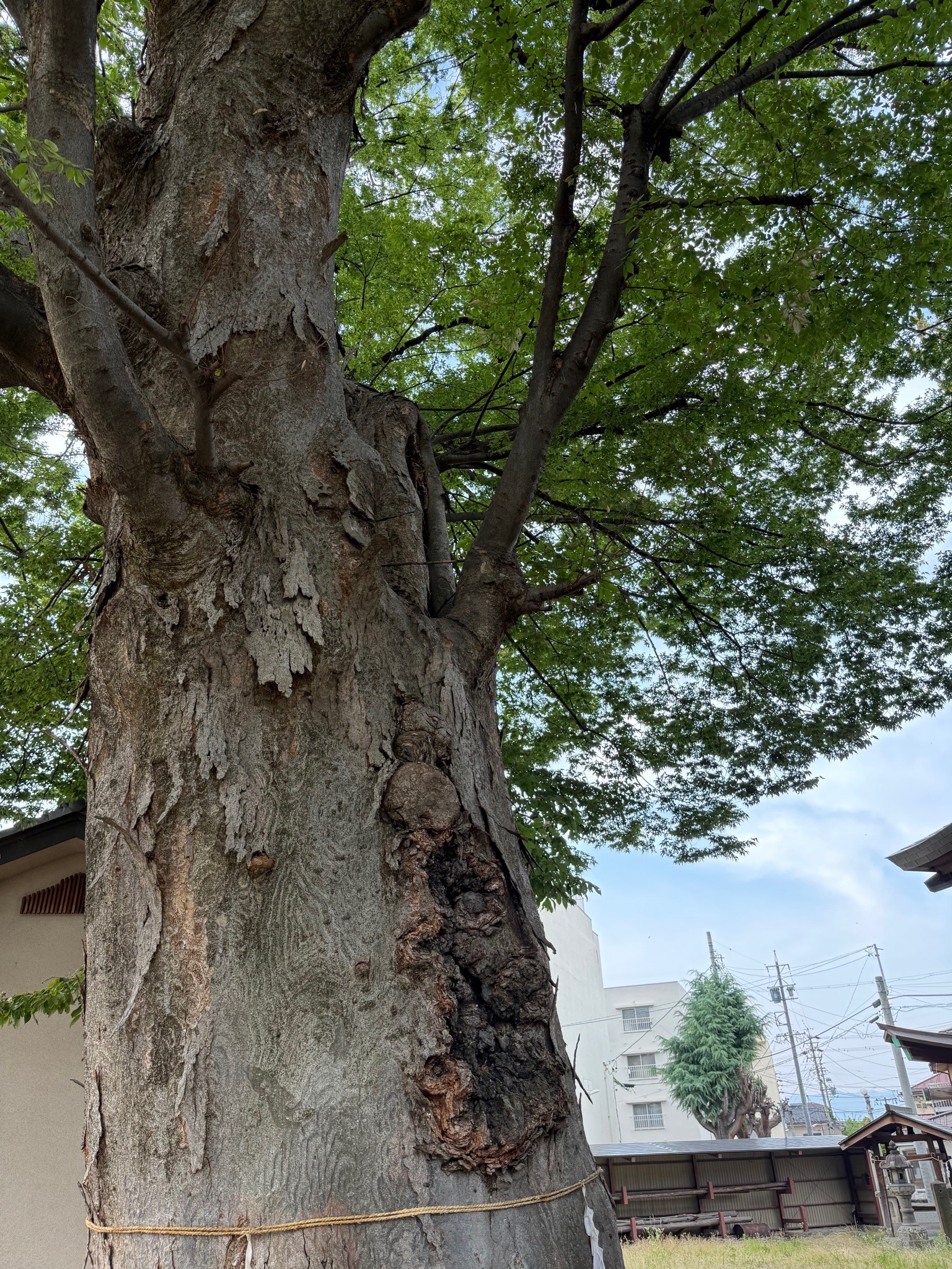 Japanese Zelkova