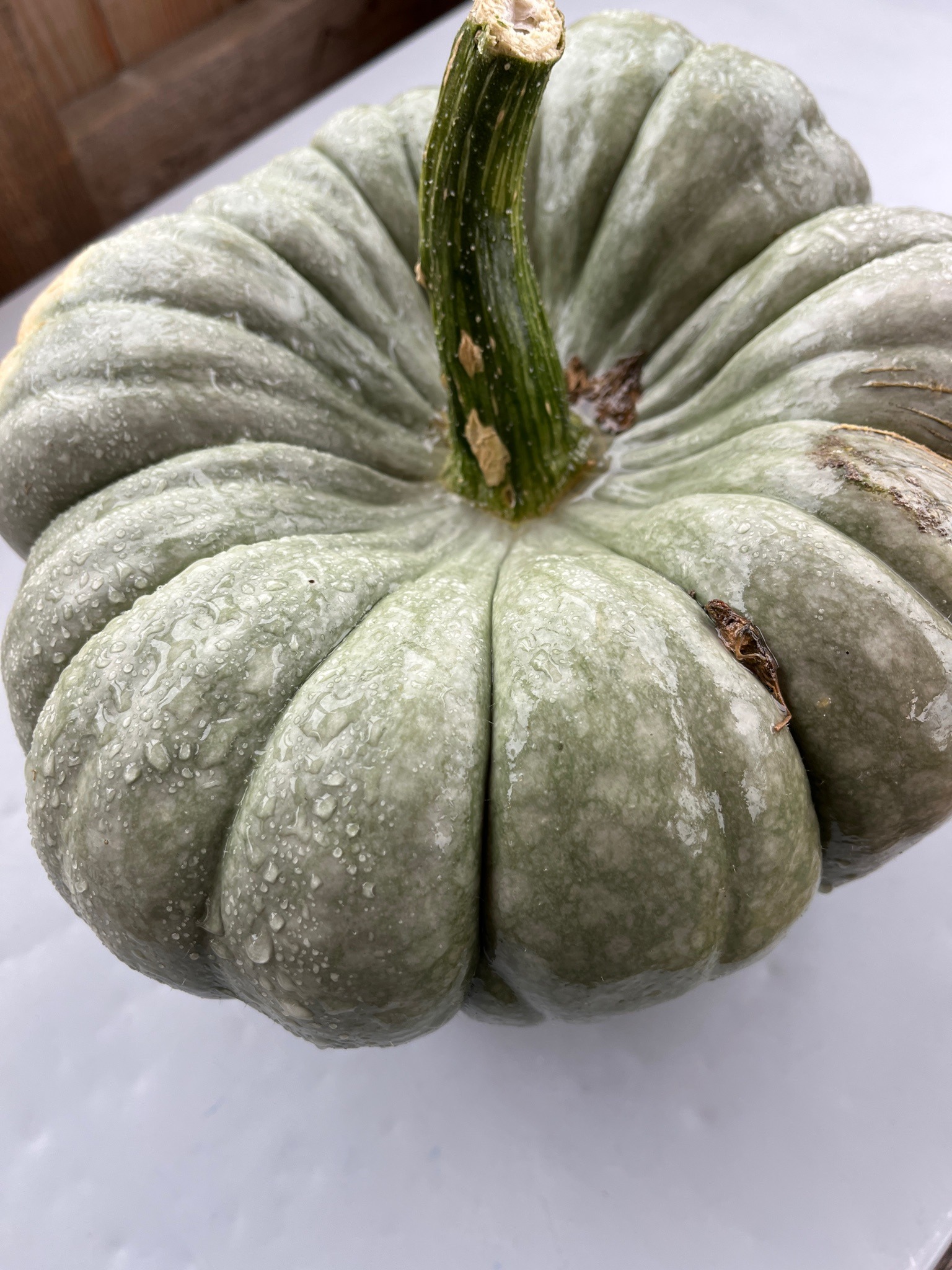 Jarrahdale Pumpkin