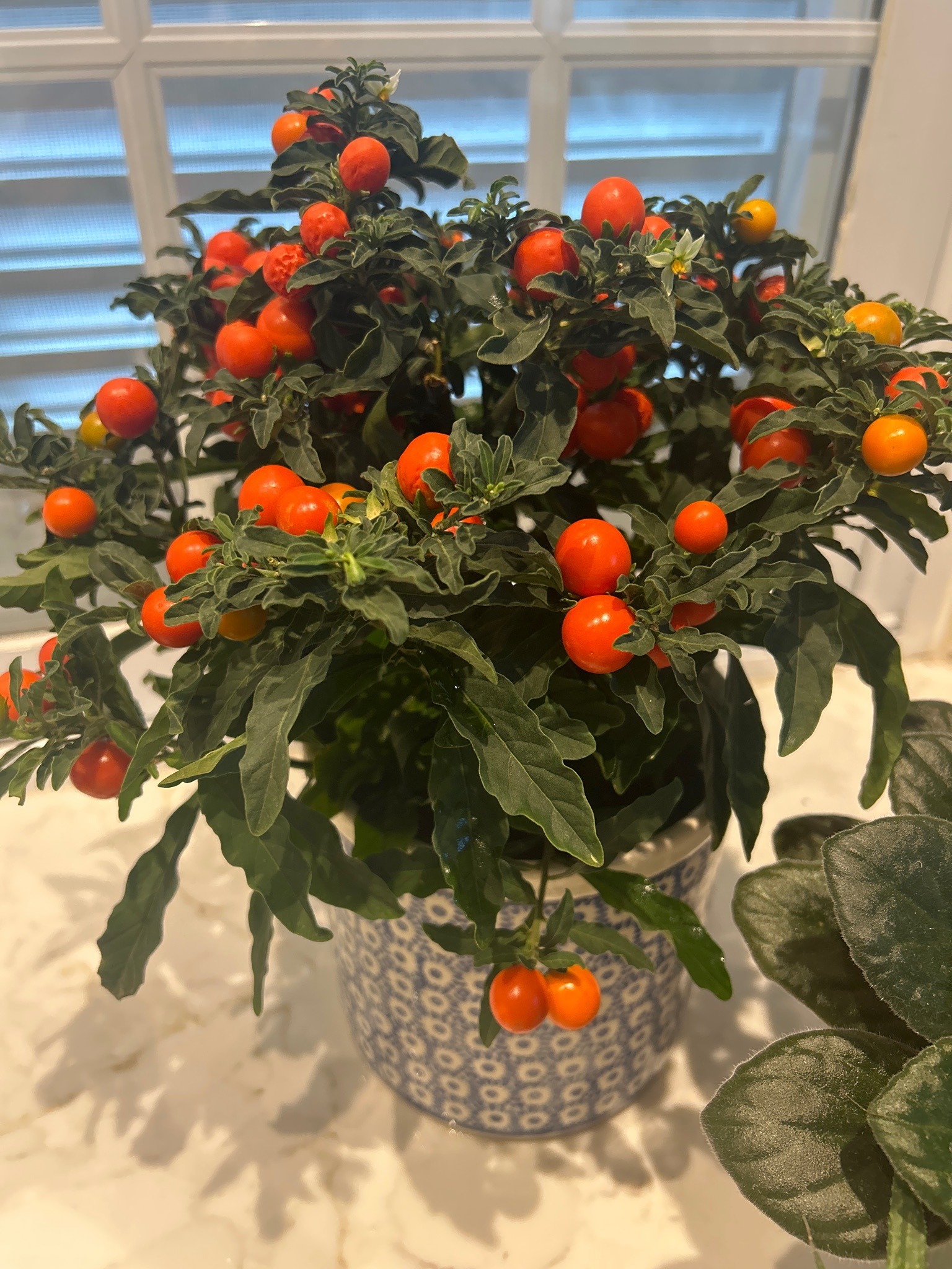Jerusalem Cherry