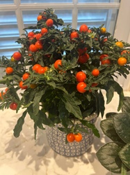 Jerusalem Cherry