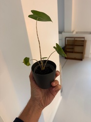 Jewel Alocasia