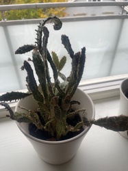 Joseph's Coat Cactus