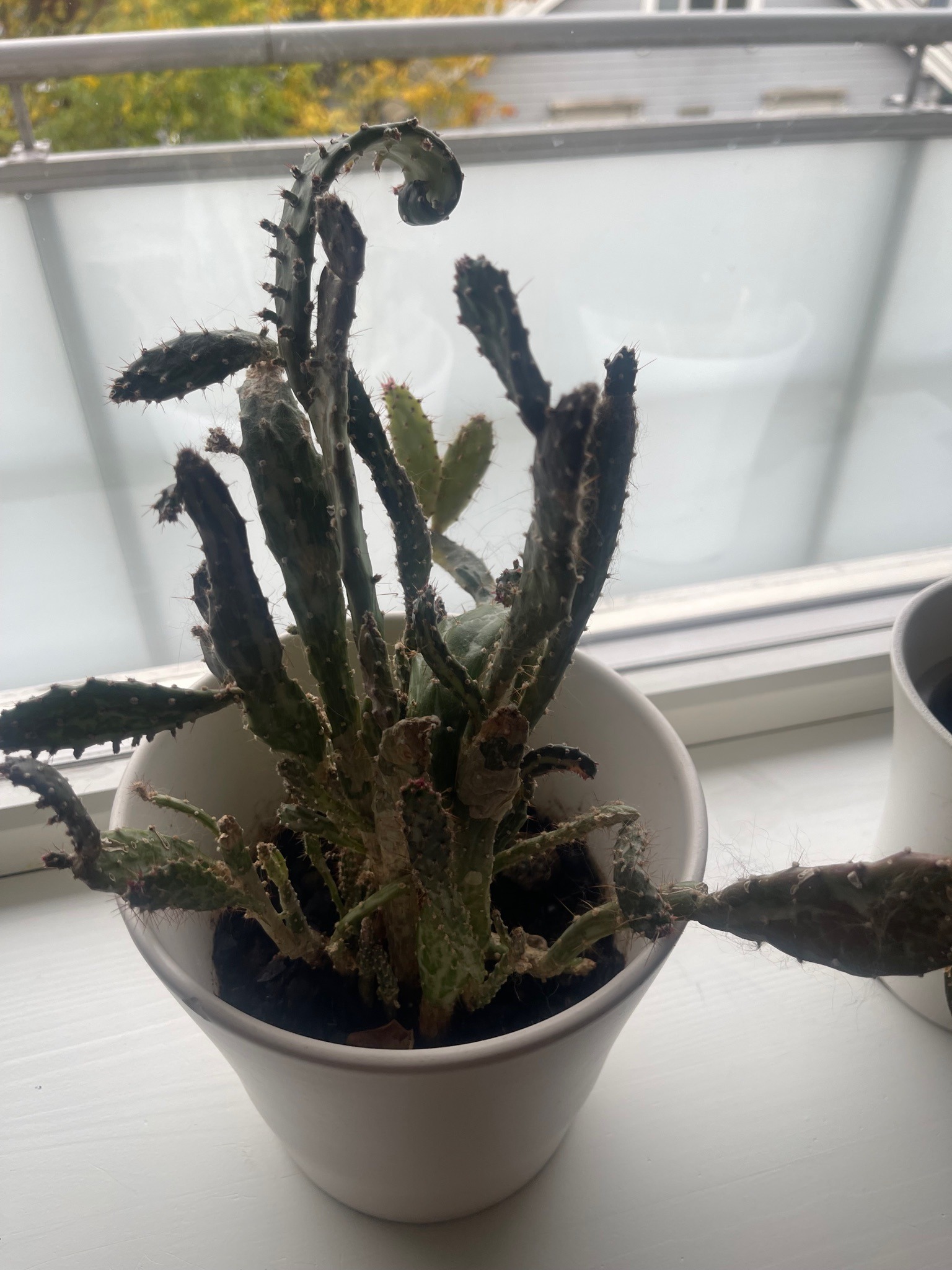 Joseph's Coat Cactus