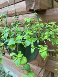 Joyweed