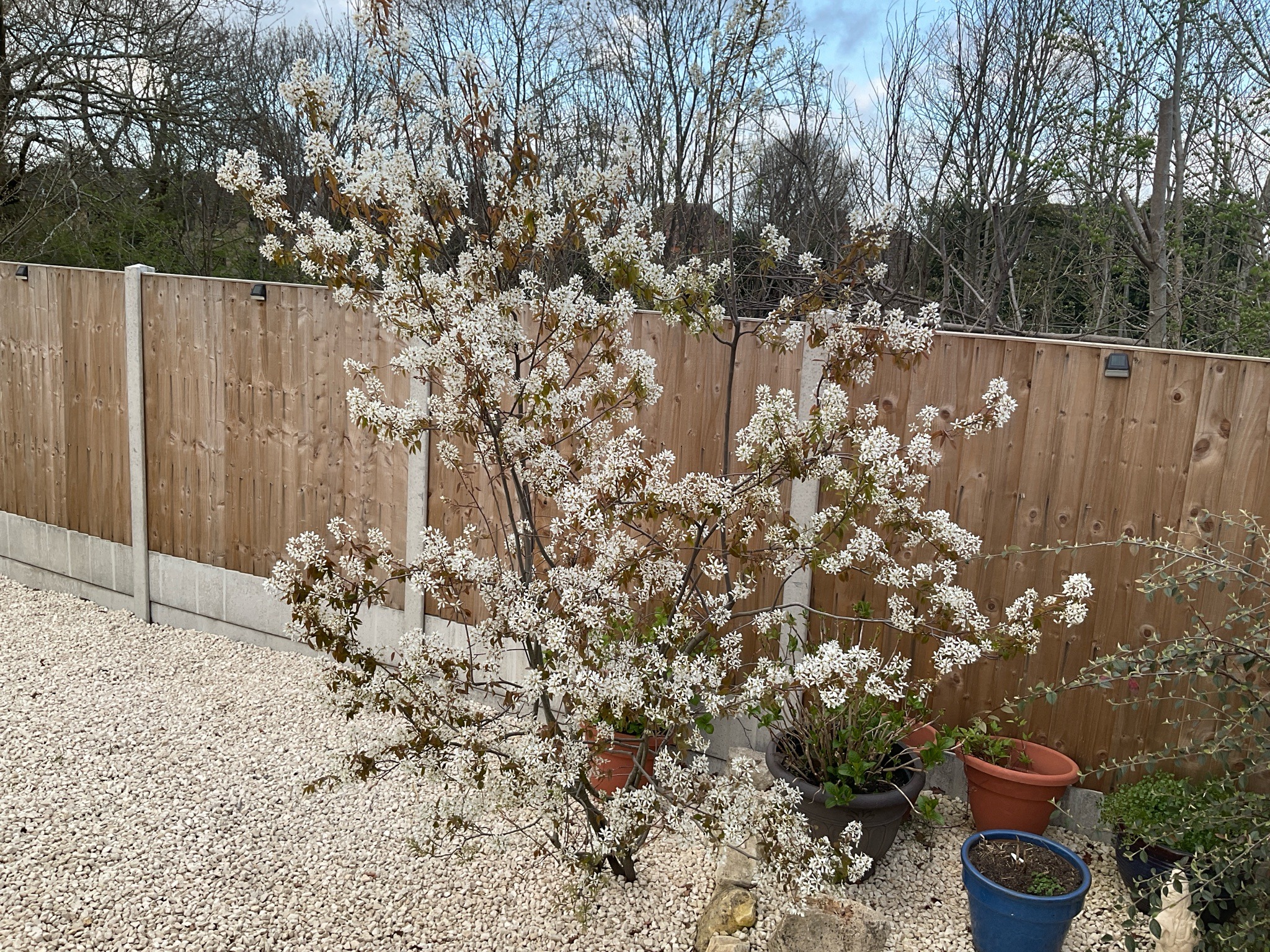 Juneberry