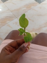 Jute Mallow