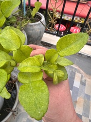 Kaffir Lime