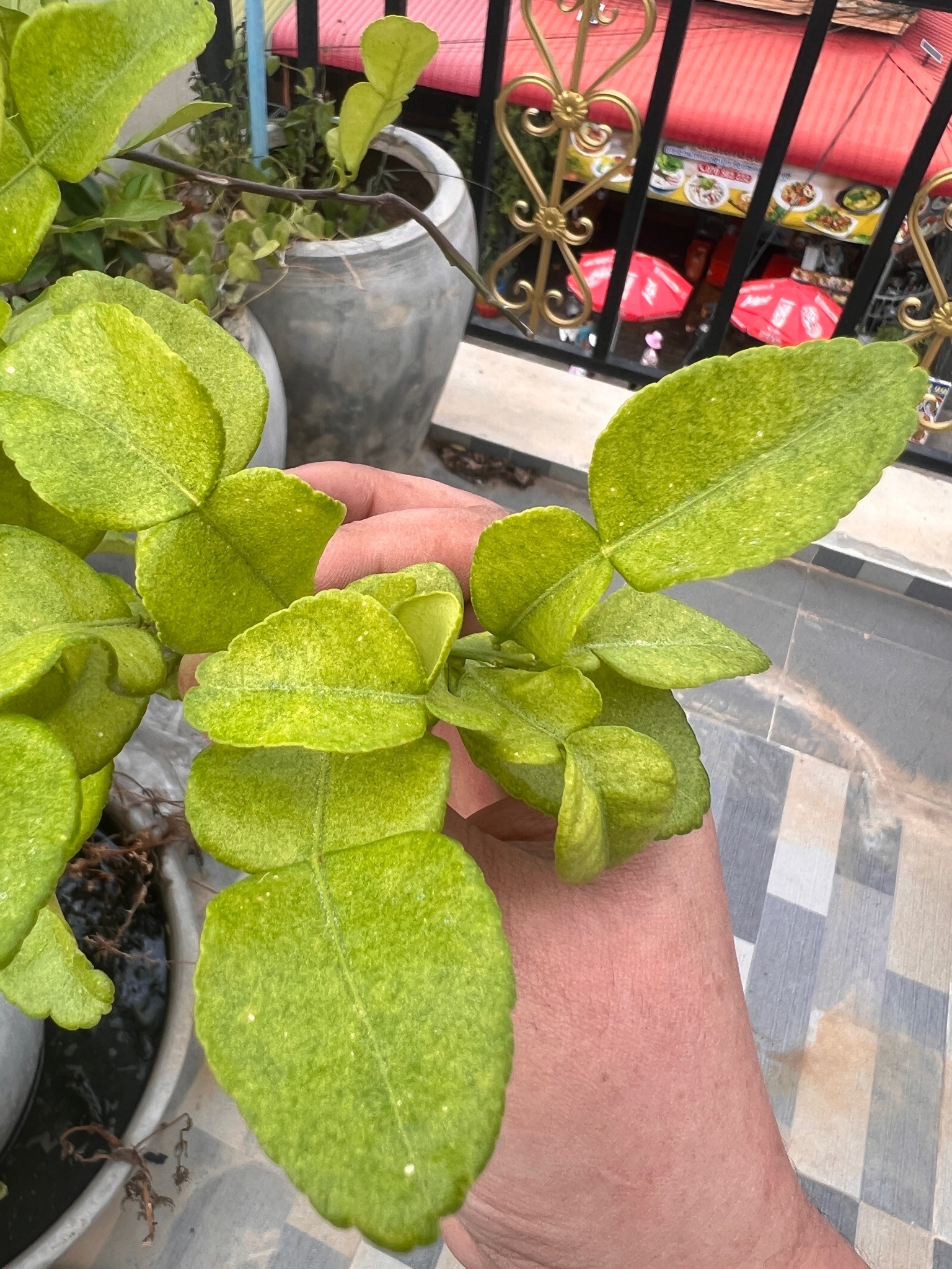 Kaffir Lime