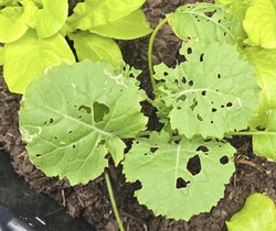 Kale