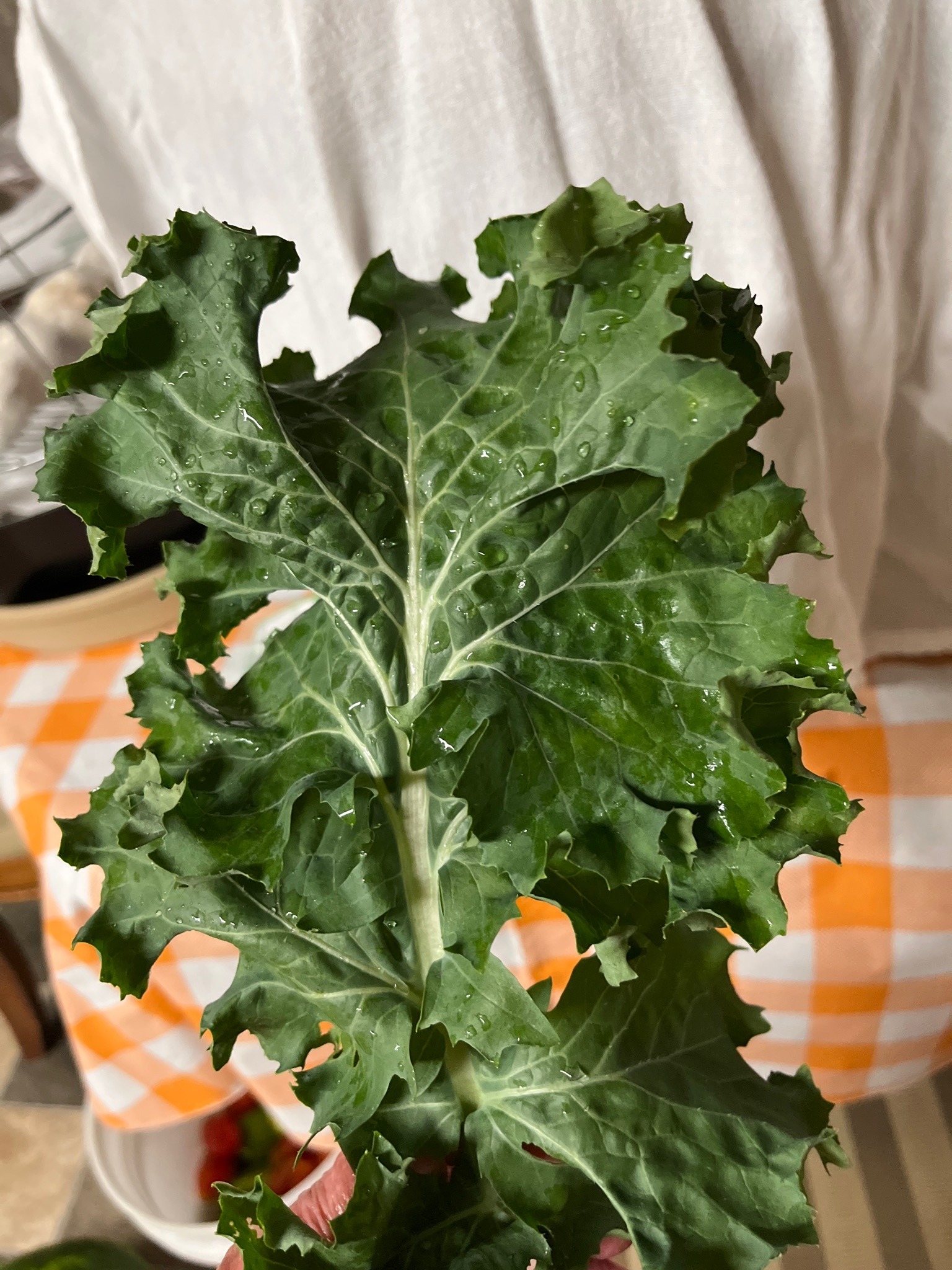Kale