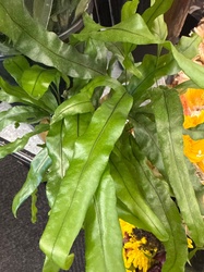 Kangaroo Fern