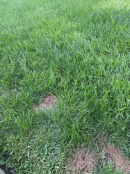 Kentucky Bluegrass