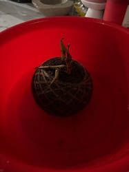 Kokedama (Japanese Moss Ball)