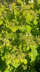 Koreanspice Viburnum