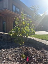 Kousa Dogwood