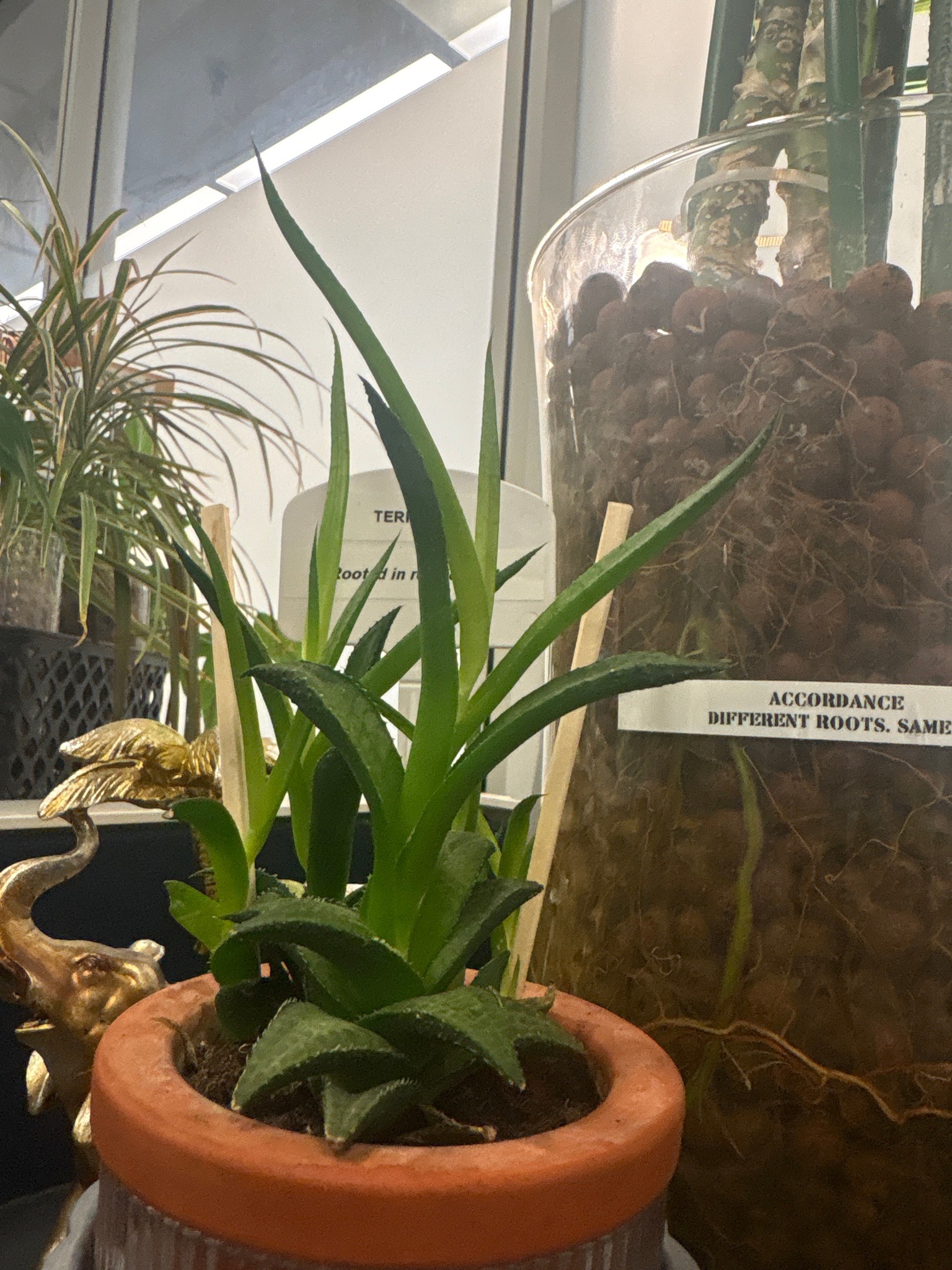 Lace Aloe