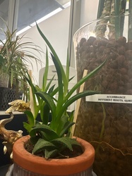 Lace Aloe