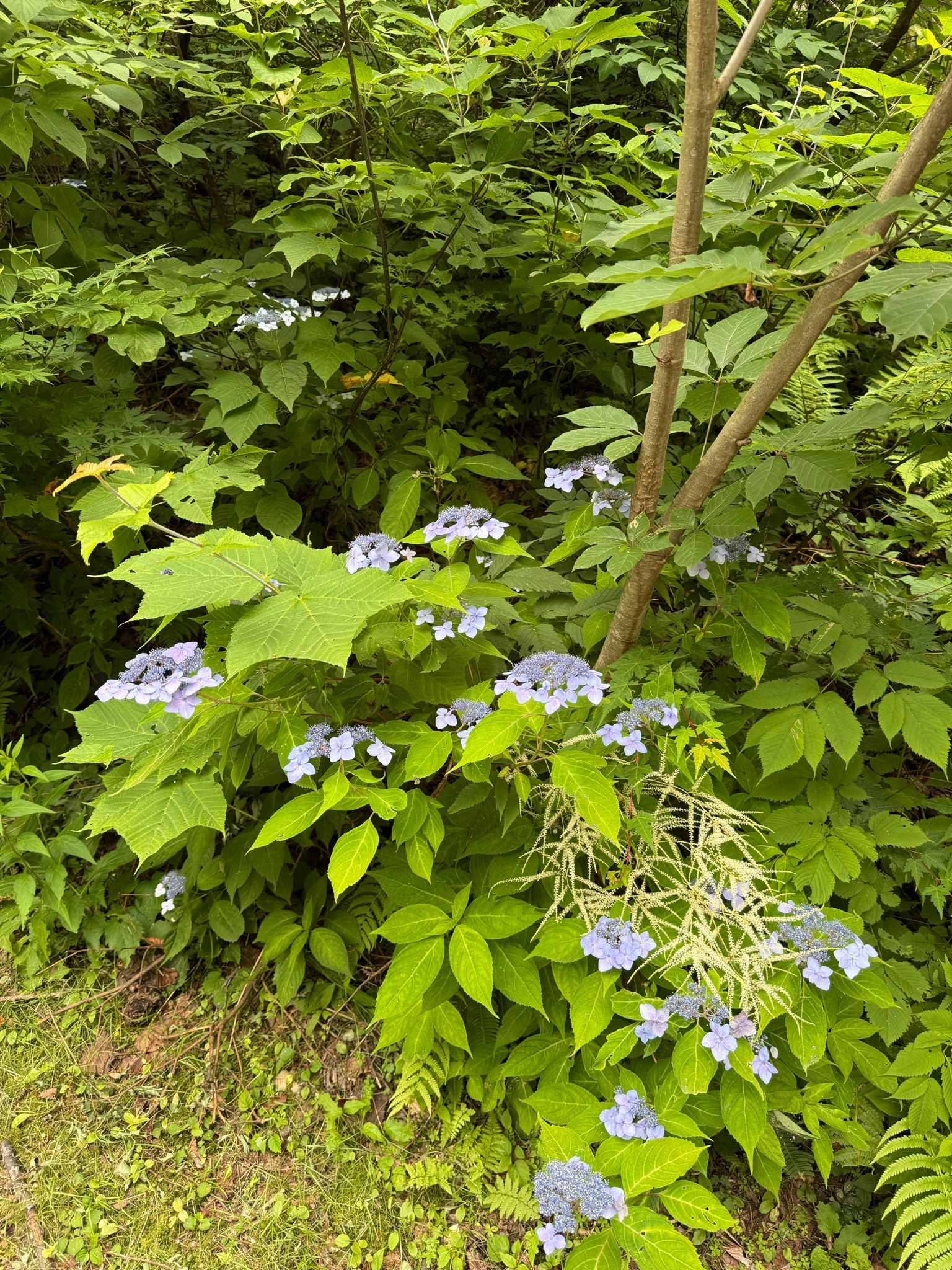 Lacecap Hydrangea