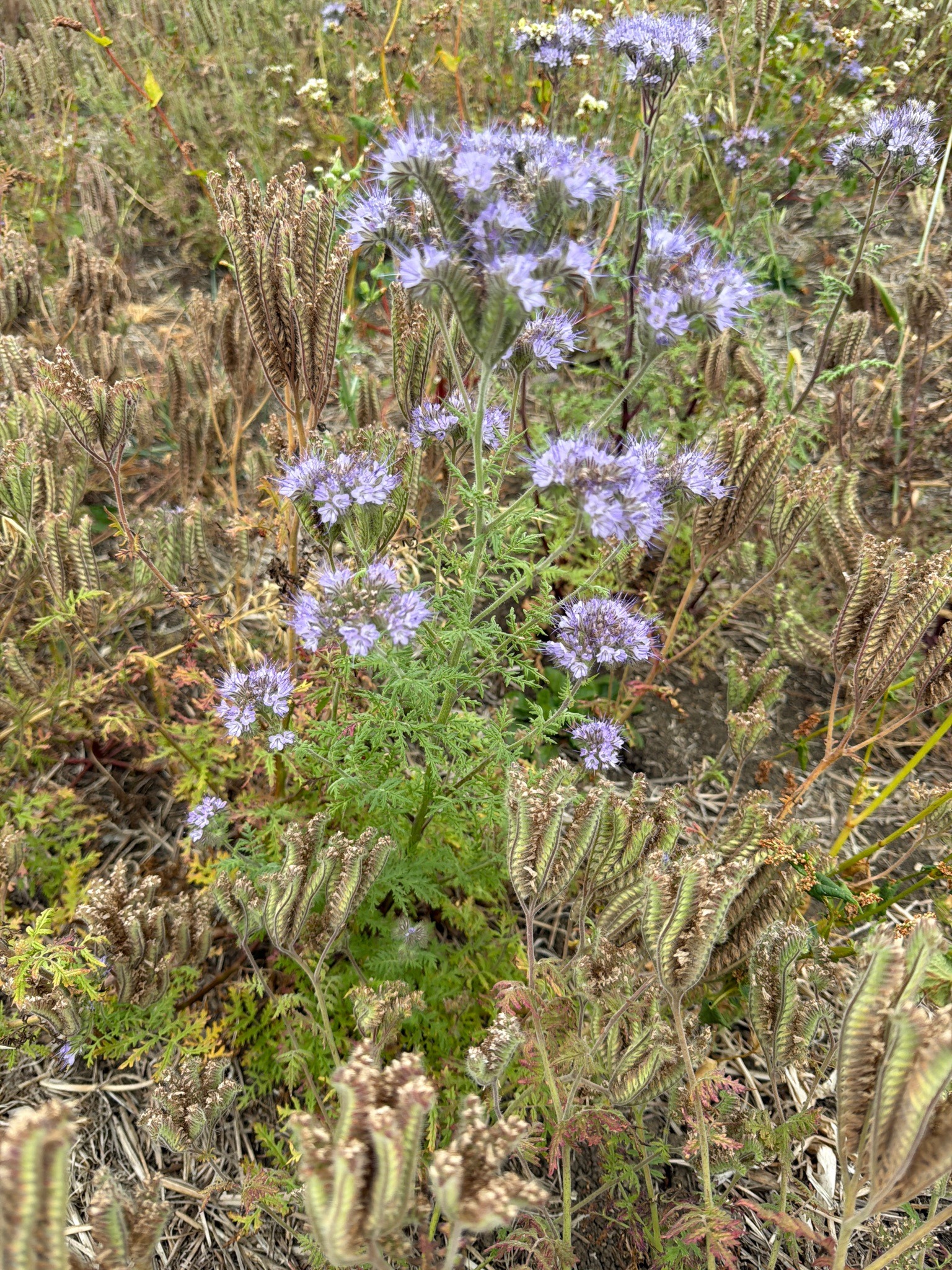 Lacy Phacelia